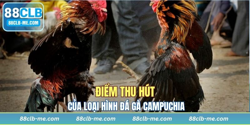 Chọi gà Campuchia thực sự hấp dẫn với nhiều bet thủ